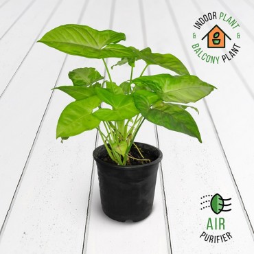 Syngonium Lemon Plant