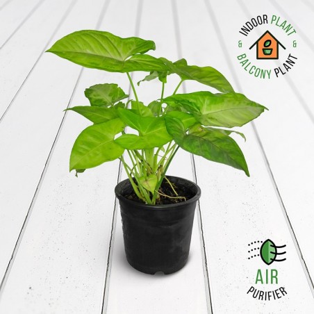 Syngonium Lemon Plant