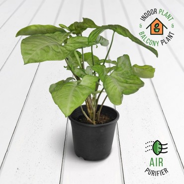 Syngonium White Butterfly...