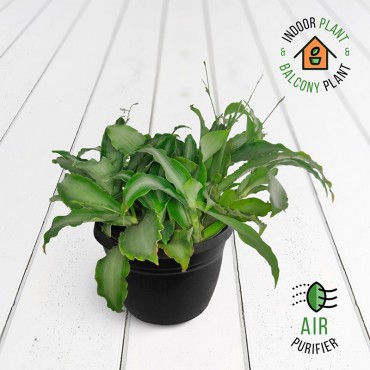 Tradescantia New Plant
