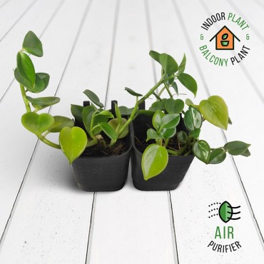 Peperomia Hanging Green Plant