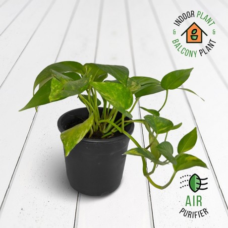 Scindapsus Aures Money Plant