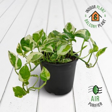 Scindapsus Enjoy Money Plant