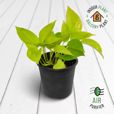 Scindapsus Flame Money Plant