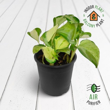 Scindapsus Marble Money Plant