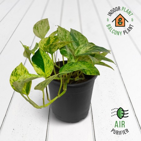 Scindapsus Marble Queen Plant