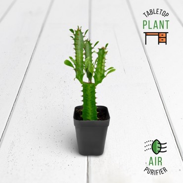 African Milktree Succulent