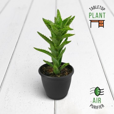 Aloe Juvenna Succulent