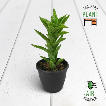 Aloe Juvenna Succulent