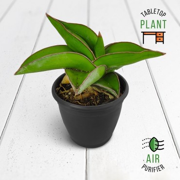 Blue Sansevieria Succulent