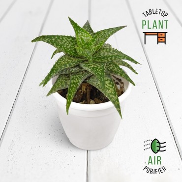 Broadleaf Aloe Succulent