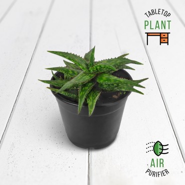 Broadleaf Aloe Green Succulent