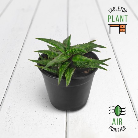 Broadleaf Aloe Green Succulent