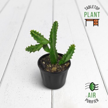 Carrion Flower Succulent