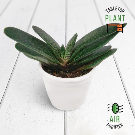 Gasteria Carinata Succulent