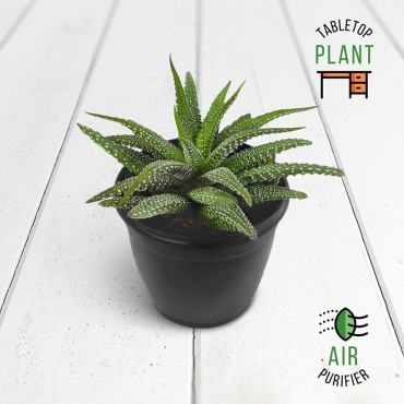 Haworthia Attenuata Succulent