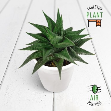 Haworthia Limifolia Succulent