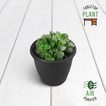 Haworthia Pygmaea Succulent