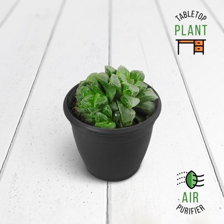 Haworthia Pygmaea Succulent