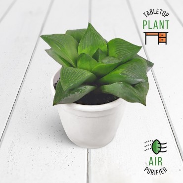 Haworthia Retusa Succulent