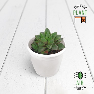 Haworthia Cymbiformis...