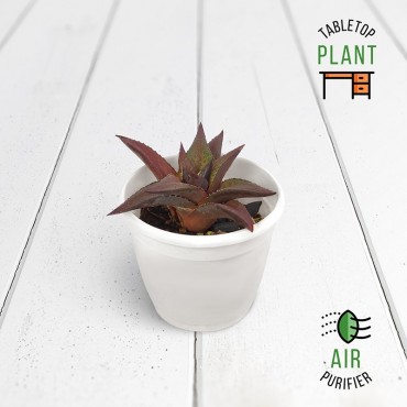Haworthia Viscosa Succulent