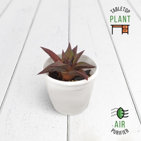 Haworthia Viscosa Succulent