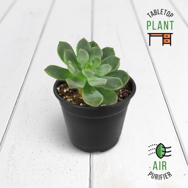 Pearl Echeveria Succulent