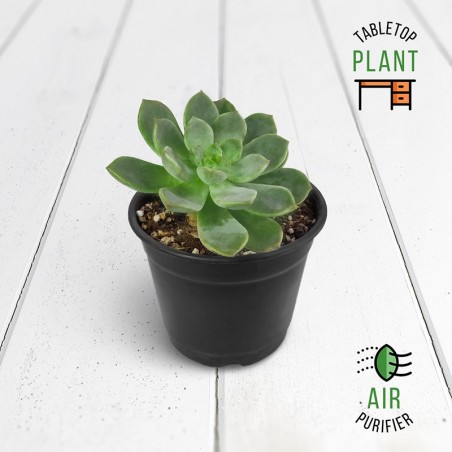 Pearl Echeveria Succulent