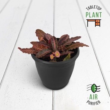 Brown Succulent