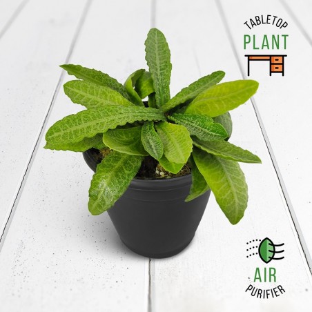 Green Succulent