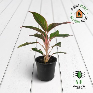 Aglaonema Lipstick Plant
