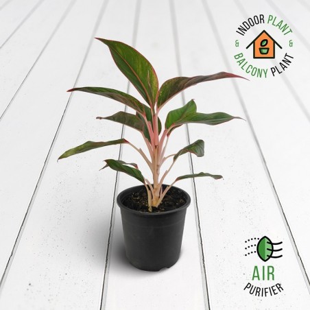 Aglaonema Lipstick Plant