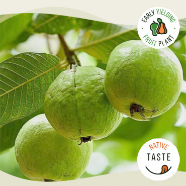 Taiwan Pink Guava