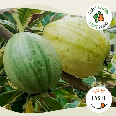 Variegated Guava