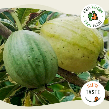 Variegated Guava