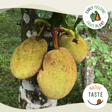 Cambodian Orange Jackfruit