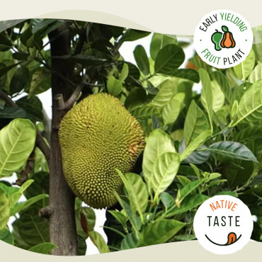 Daeng Suriya Jackfruit