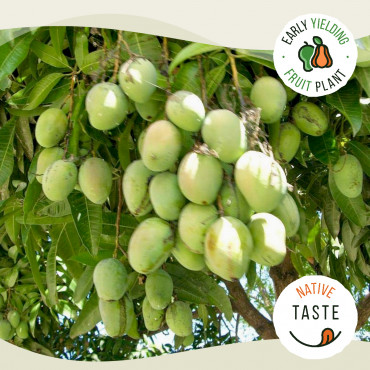 Chandarakaran Mango