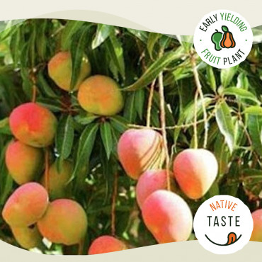 Kottukonam Mango
