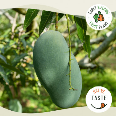 Mallika Mango