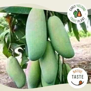 Thailand Kullan Mango