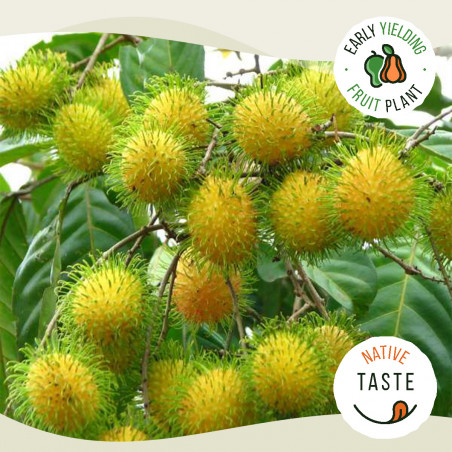 Rambutan E35