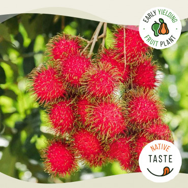 Rambutan N18