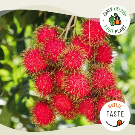Rambutan N18