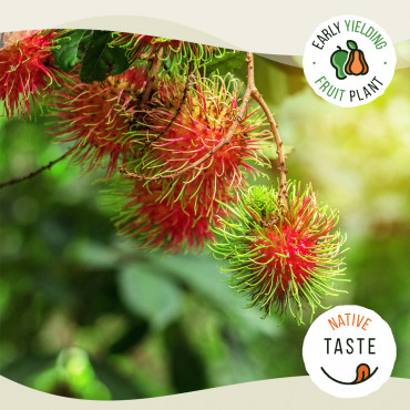 Rambutan Rongrien