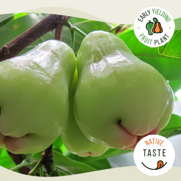 Green Water Apple ( Champa,...