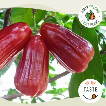 Bell Water Apple (Champa,...