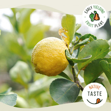 Big Lemon Tree With Live Fruit In Drum