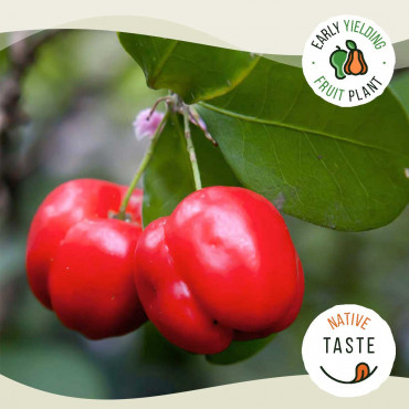 Barbados Cherry